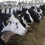 Are milk farms profitable